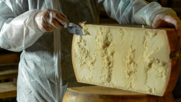 Person carving into large cheese wheel
