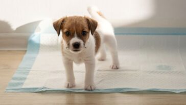 Puppy dog on a training pad with small puddle. Pet care and housebreaking.