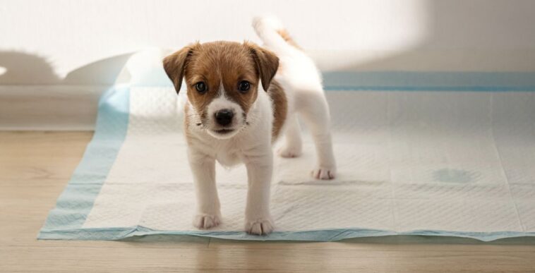 Puppy dog on a training pad with small puddle. Pet care and housebreaking.
