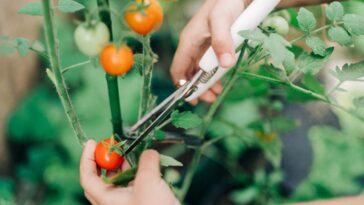 Close up of a hand using gardening scissors on a vegetable garden.