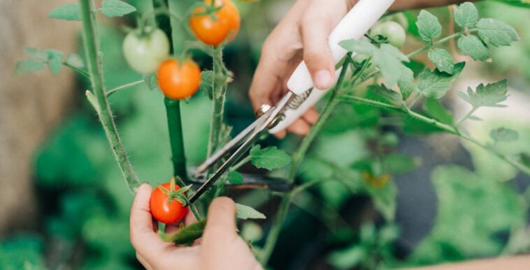 Close up of a hand using gardening scissors on a vegetable garden.