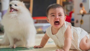 A white, puffy puppy sits next to a crying baby.