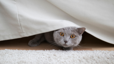 A cat peeking out from under a sheet.