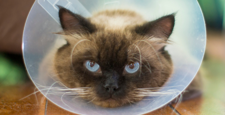 Cat wearing cone after surgery